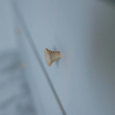 Nuppivedin Rut - Käsittelemätön Saarni